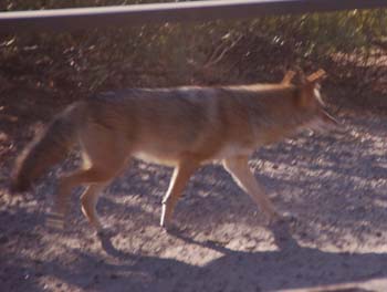 elephant butte26