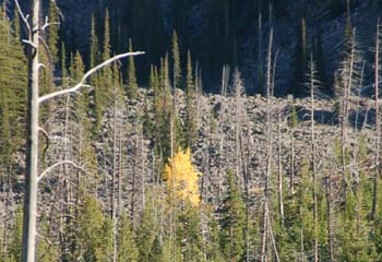 west yellow19